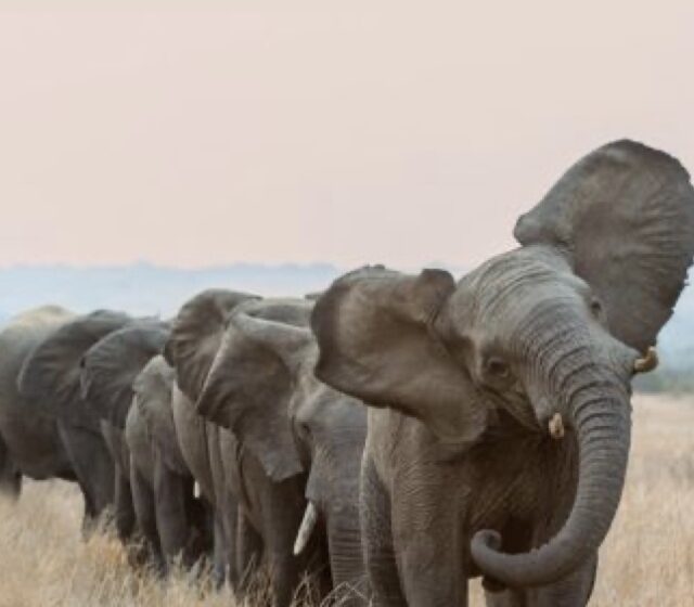  تمام دانستنی ها درباره‌ی فیل ها (بخش پنجم و پایانی)